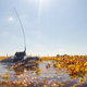 The turtles will lie on the mats of sargassum.